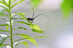 カミキリムシ