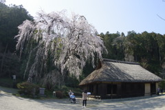 古民家と桜１