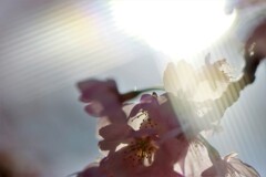 眩しい～
