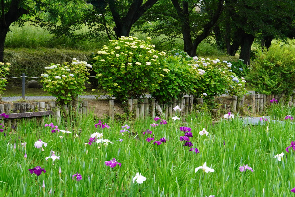 花菖蒲＆紫陽花