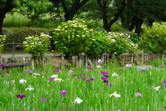 花菖蒲＆紫陽花