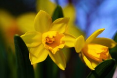 黄色い水仙