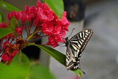 花とアゲハ蝶