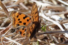 暖かい日差しに誘われて