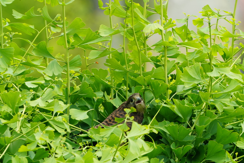 イチョウの木にチョウゲンボウ