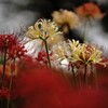 鮮やかな彼岸花