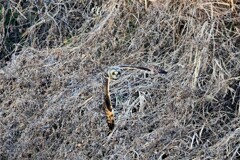 コミミズクの飛翔