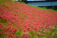 土手の下に咲く