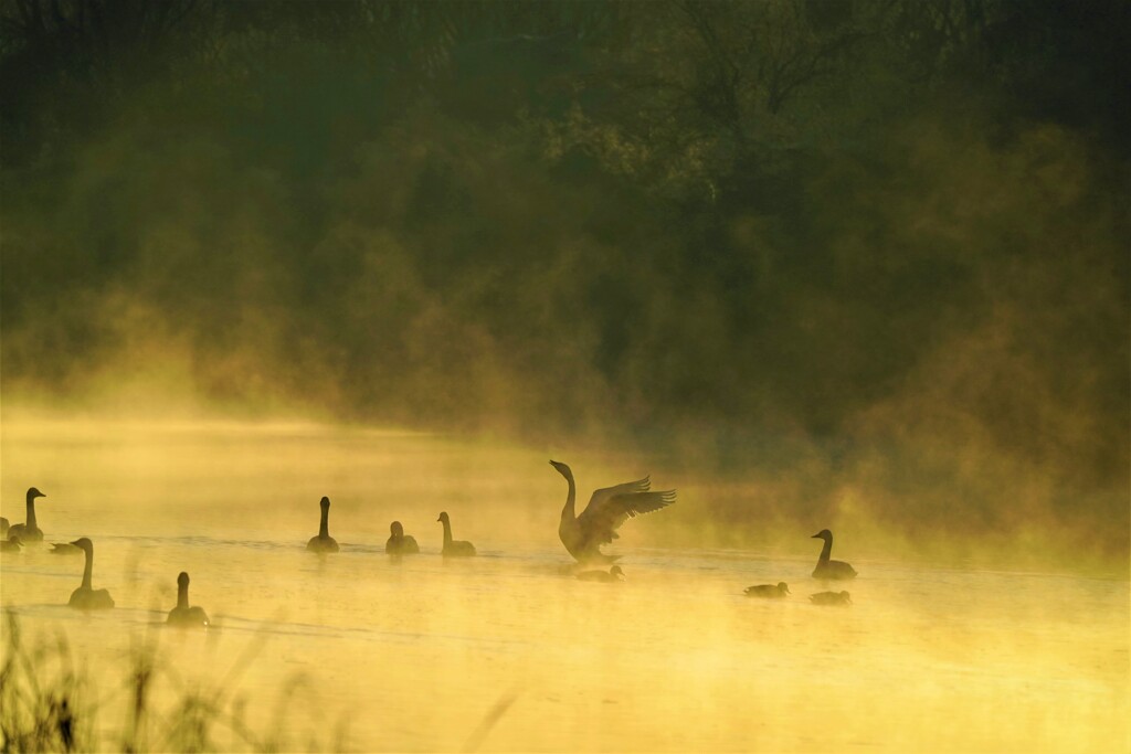 川霧が朝陽に染まって