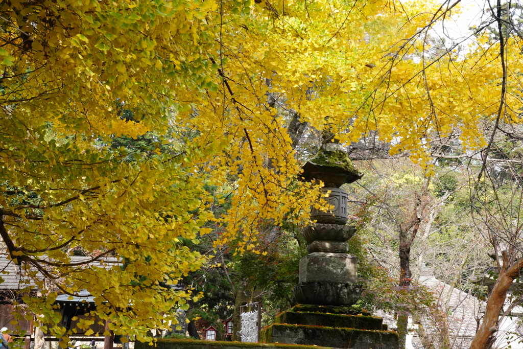 お寺のイチョウ