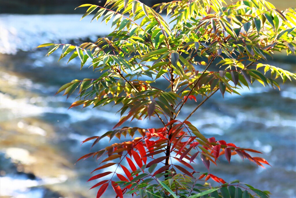 下の葉から色付く