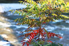 下の葉から色付く