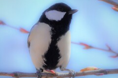 こんにちは♪