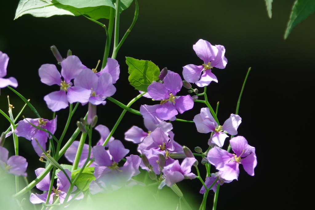 花大根（ショカツサイ）