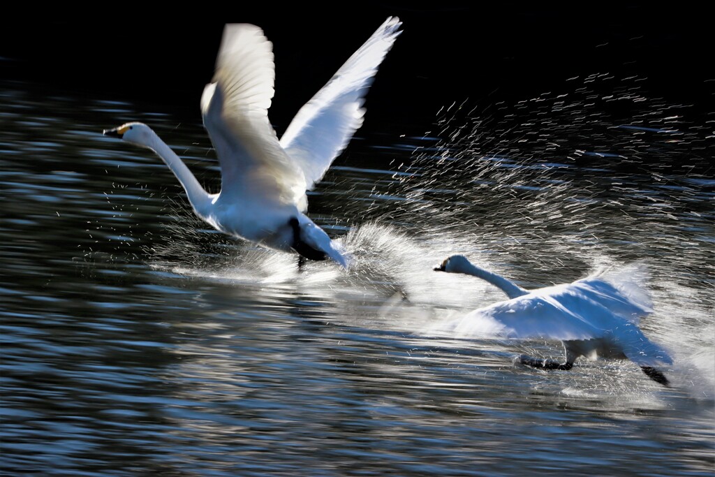白鳥の追っかけ