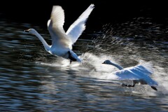 白鳥の追っかけ