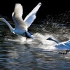 白鳥の追っかけ