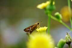 セセリチョウ