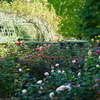 薔薇園