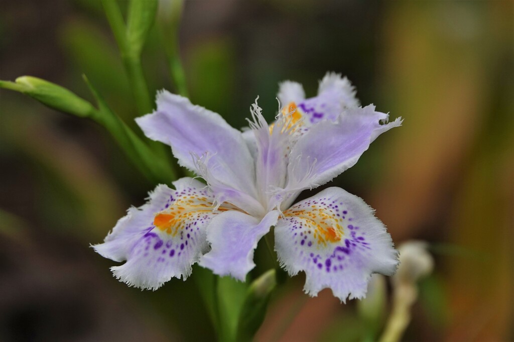 シャガの花