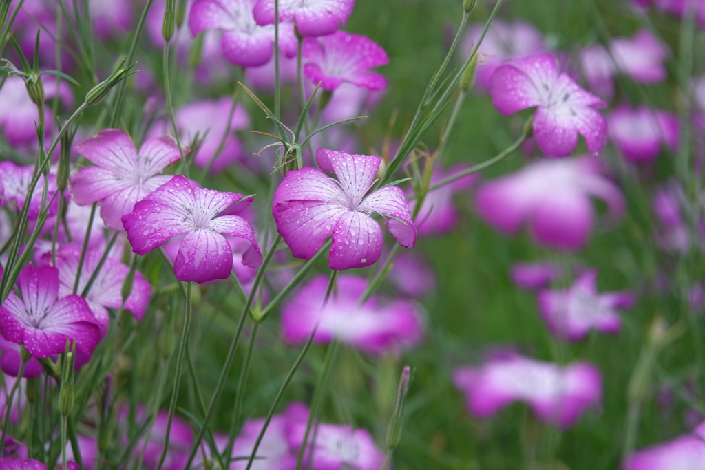 雨の麦ナデシコ３