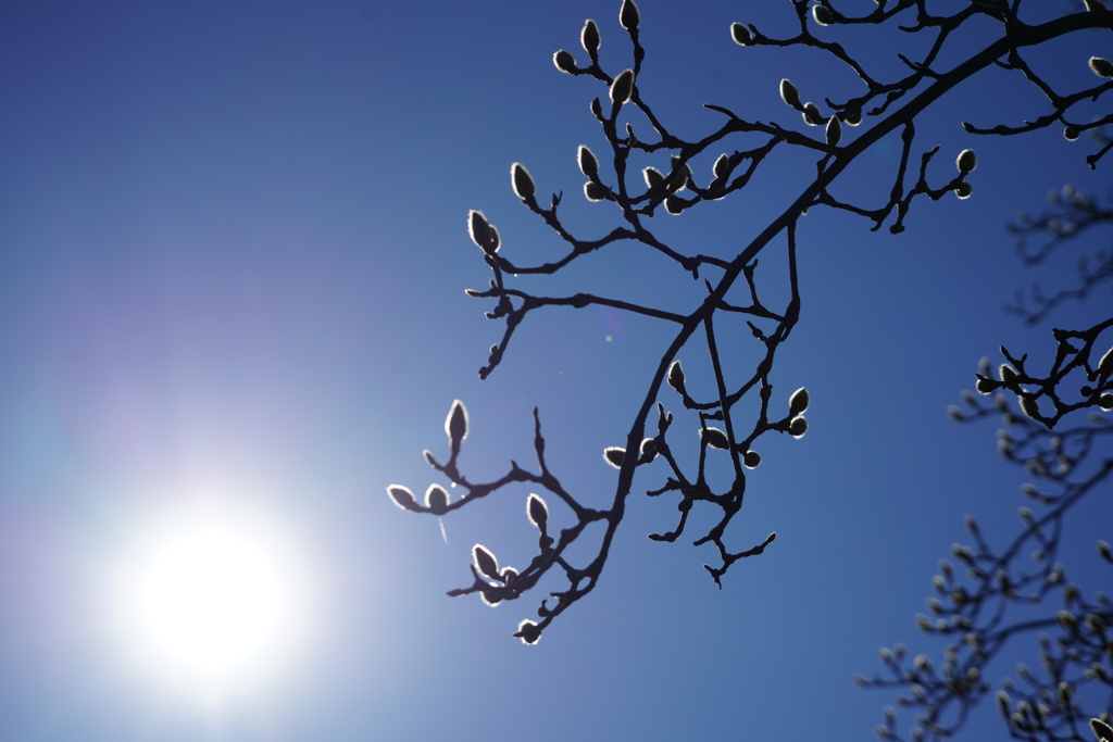 ハクモクレンの蕾