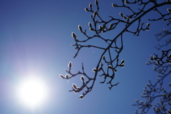 ハクモクレンの蕾