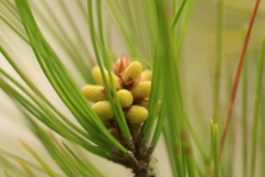 松の新芽３（錦松）