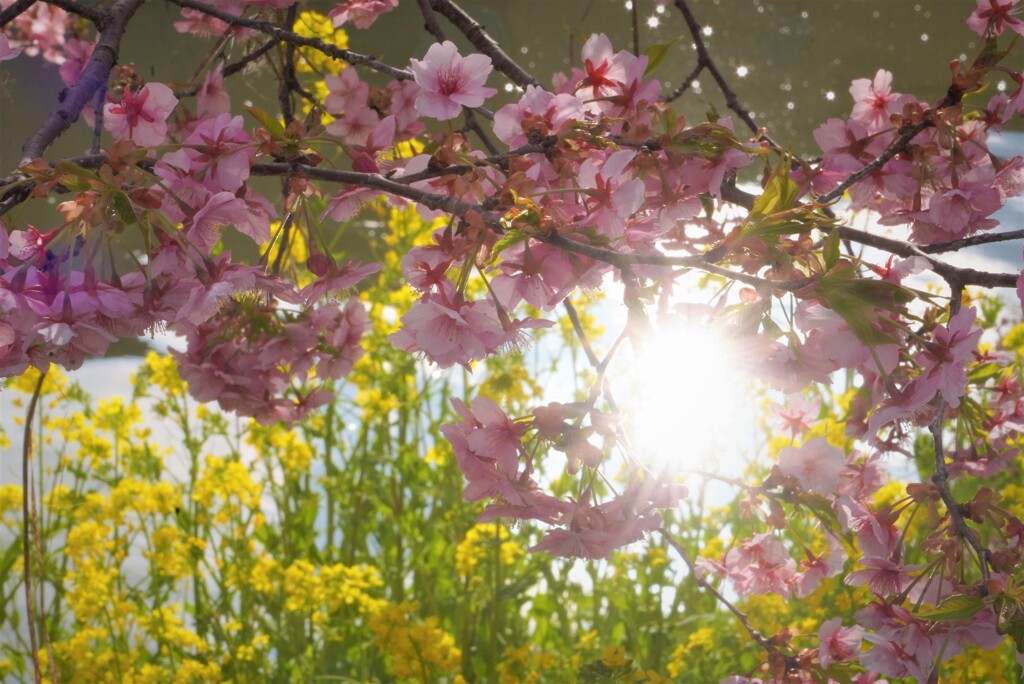河津桜と菜の花３