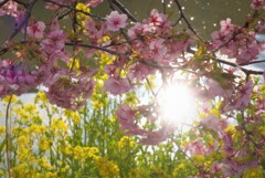 河津桜と菜の花３