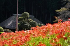 彼岸花と藁ぶき屋根