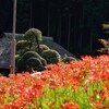 彼岸花と藁ぶき屋根