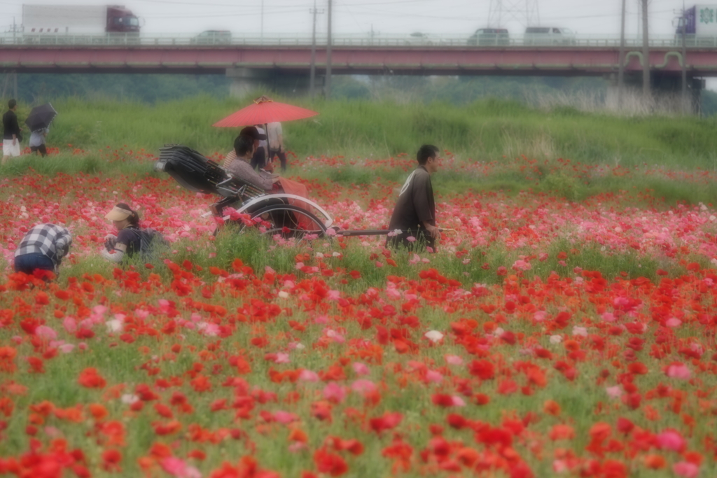 ポピー畑に人力車