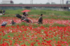 ポピー畑に人力車