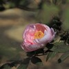 牡丹４