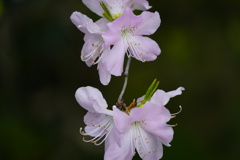 2輪の花