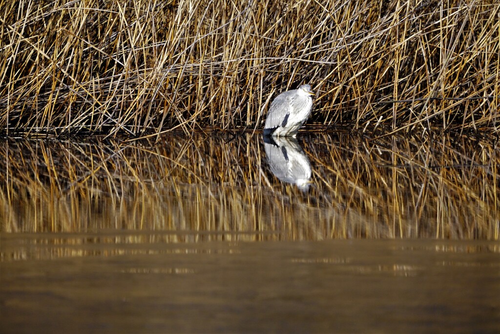 孤独なアオサギ