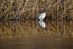 孤独なアオサギ