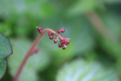 蕾（ユキノシタ）