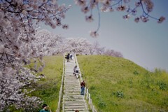 古墳の桜