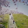 古墳の桜