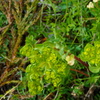 野の花