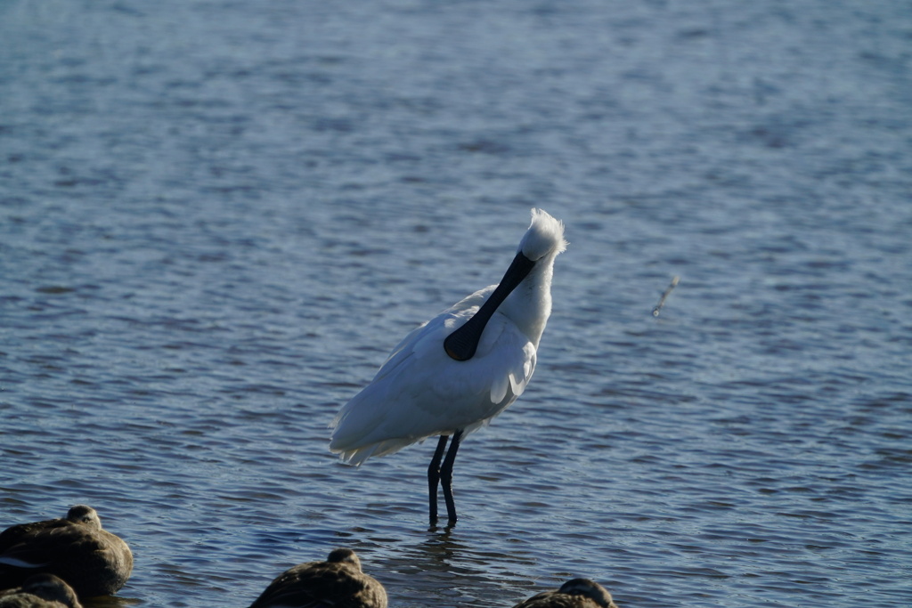 ヘラサギが池に