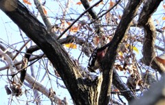 コツコツと響く