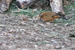ガビちゃん食事に夢中