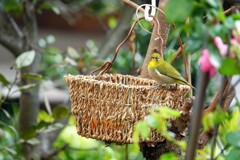 今日も来たよ～