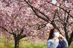 桜を撮るか美女か？