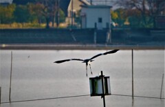 鷺が飛ぶ