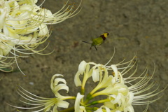 動きが早いオオスカシバ