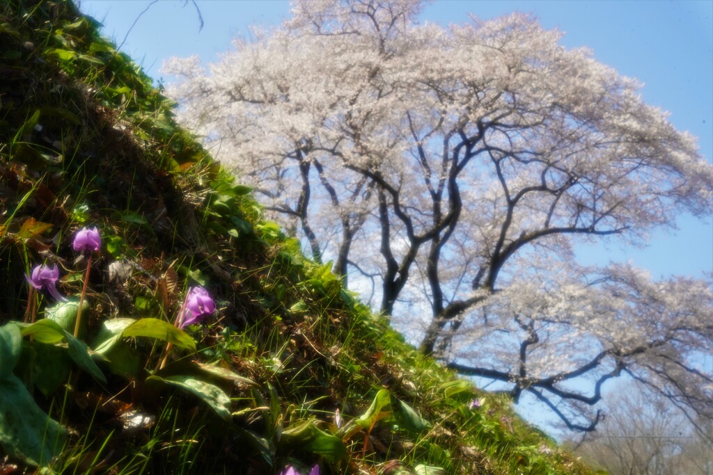 カタクリと桜２